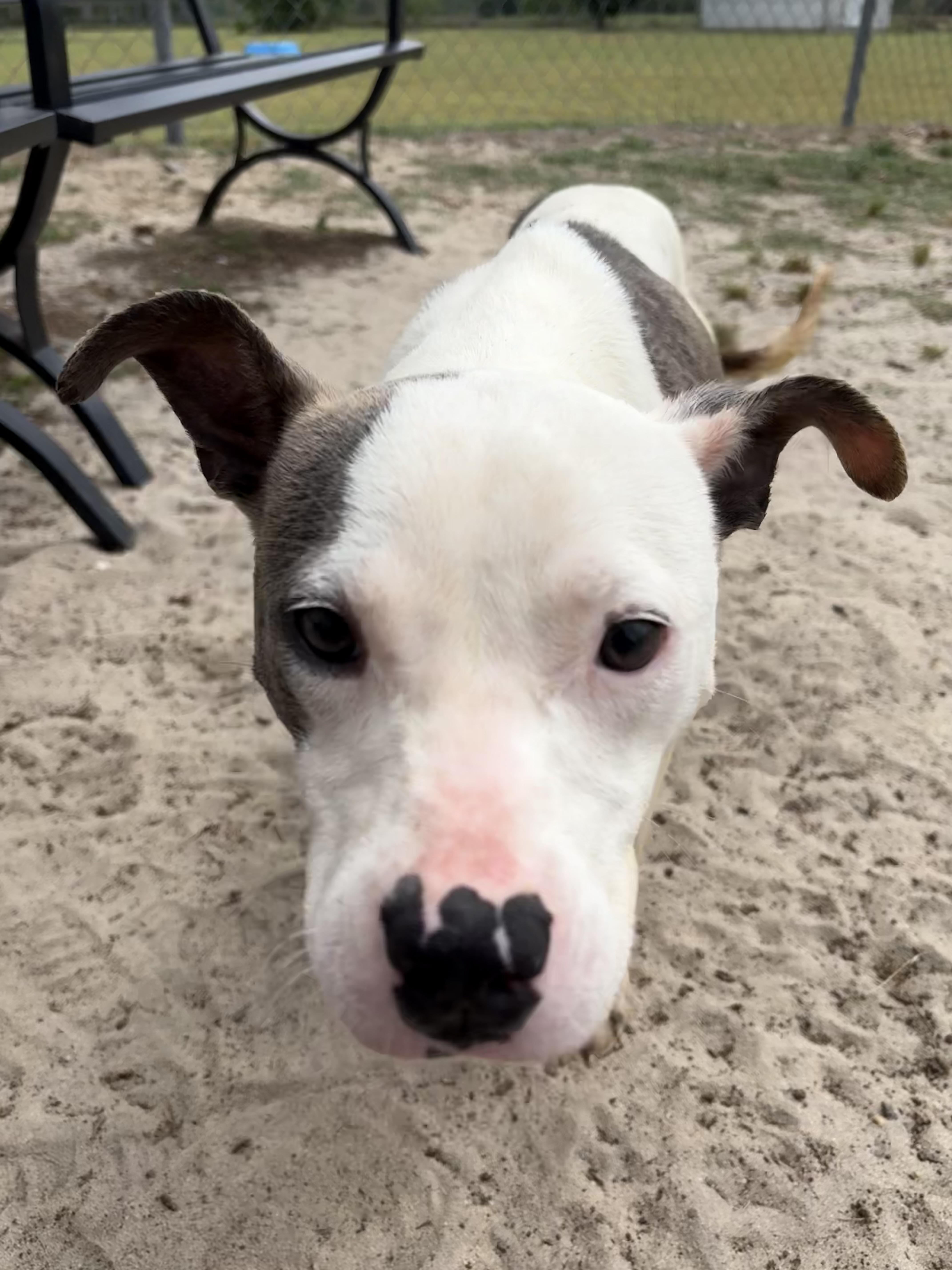Enlarge Sydney , a ADOPTABLE mixed breed in Valdosta, GA image 1/6