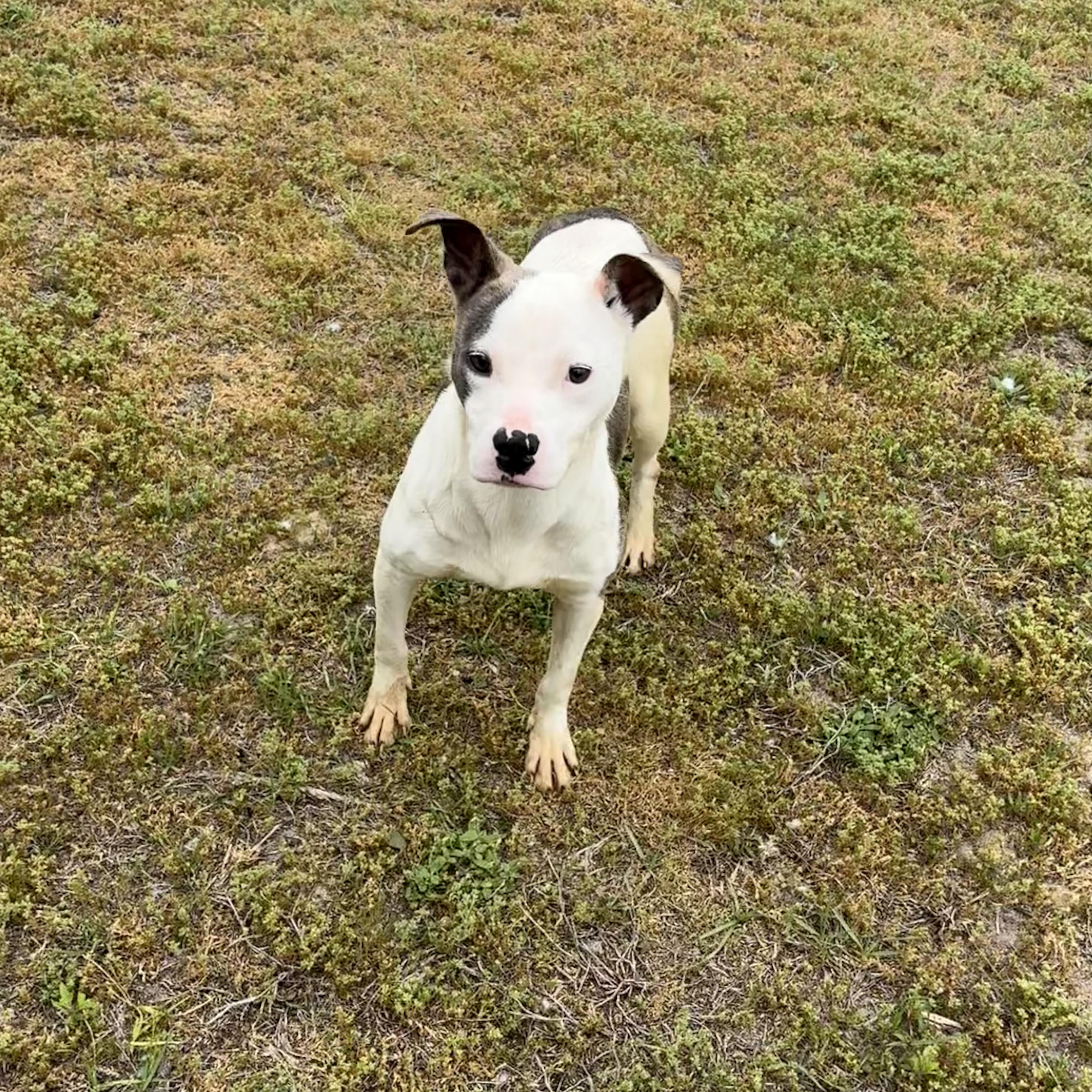 Enlarge Sydney , a ADOPTABLE mixed breed in Valdosta, GA image 4/6