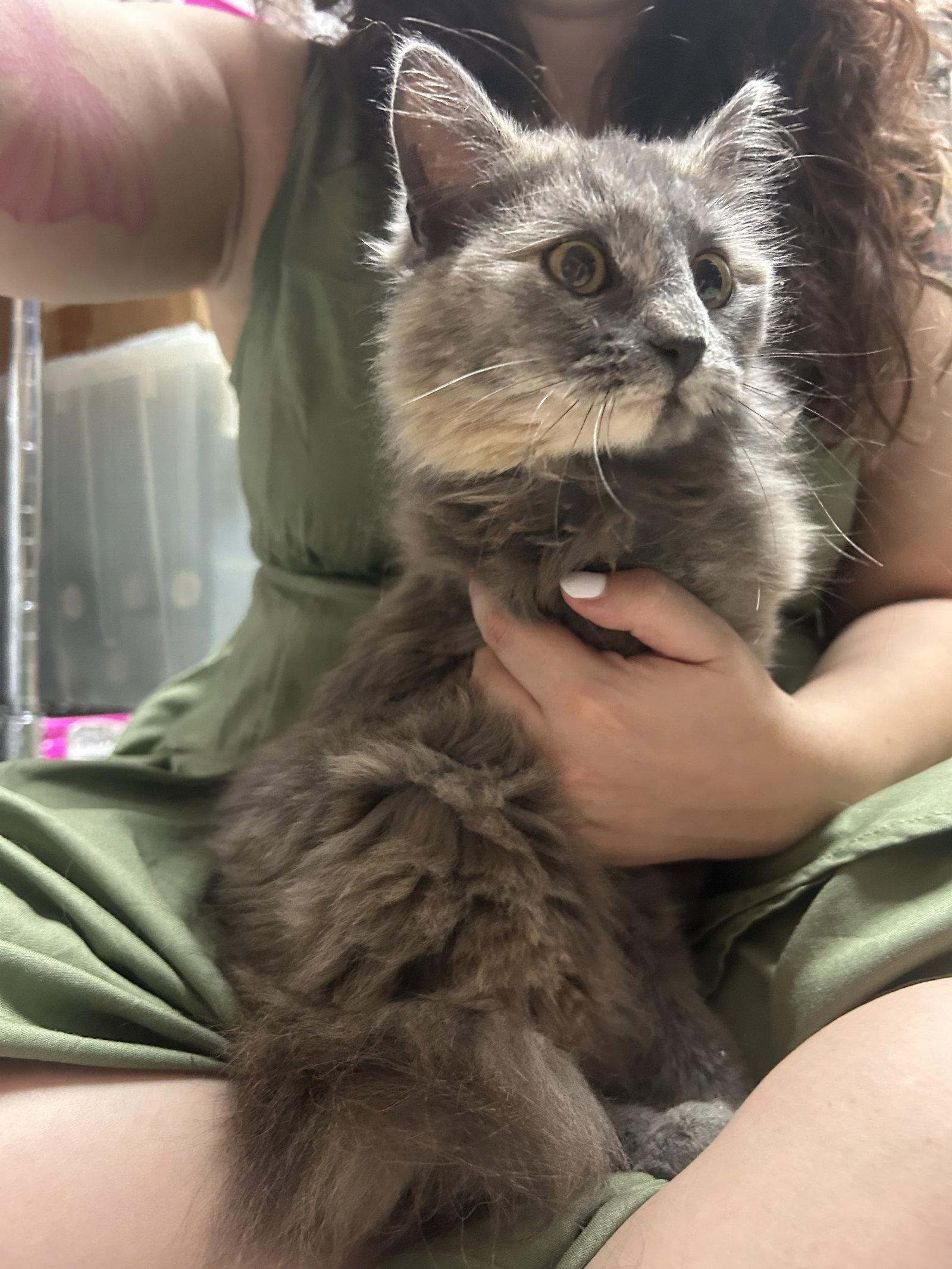 Enlarge Lavender, a ADOPTABLE mixed breed in Columbia, SC image 2/2