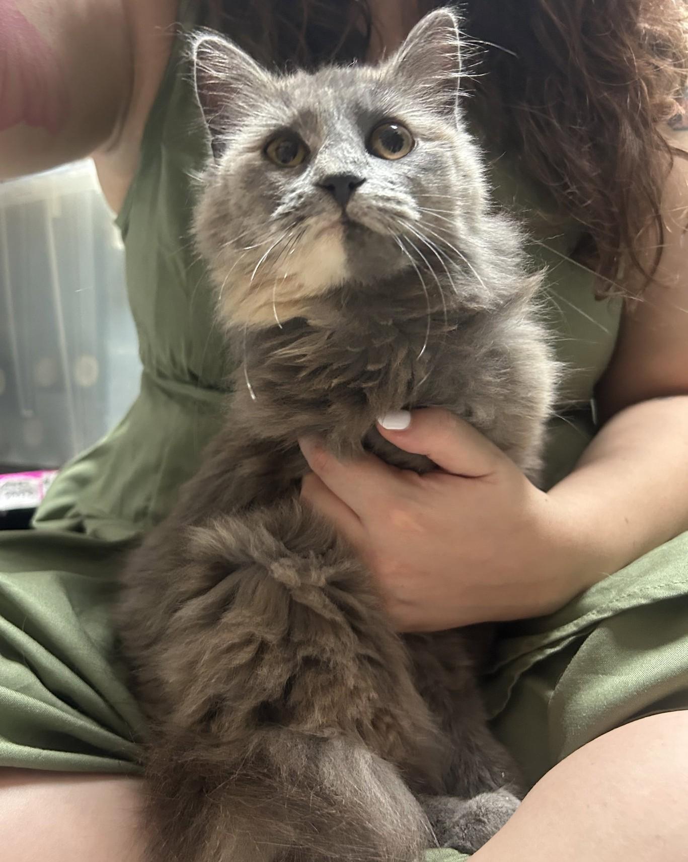 Lavender, adopted, Young Female Domestic Medium Hair & Dilute Tortoiseshell.