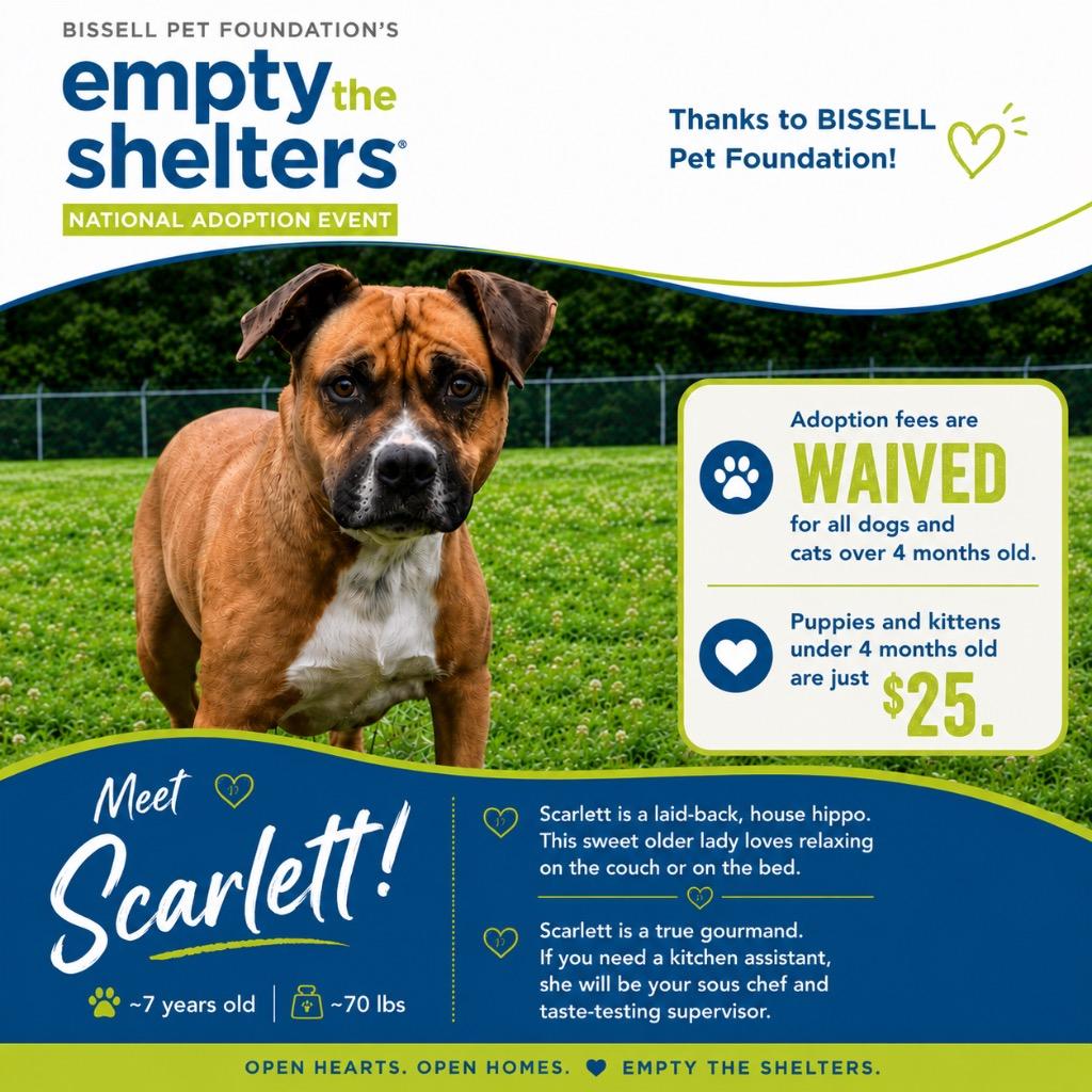 Scarlett, a Adoptable mixed breed in Chickamauga , GA image 1/3