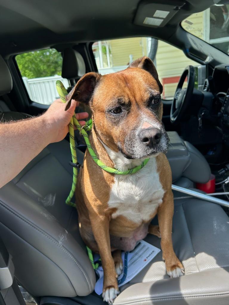 Scarlett, a Adoptable mixed breed in Chickamauga , GA image 2/3