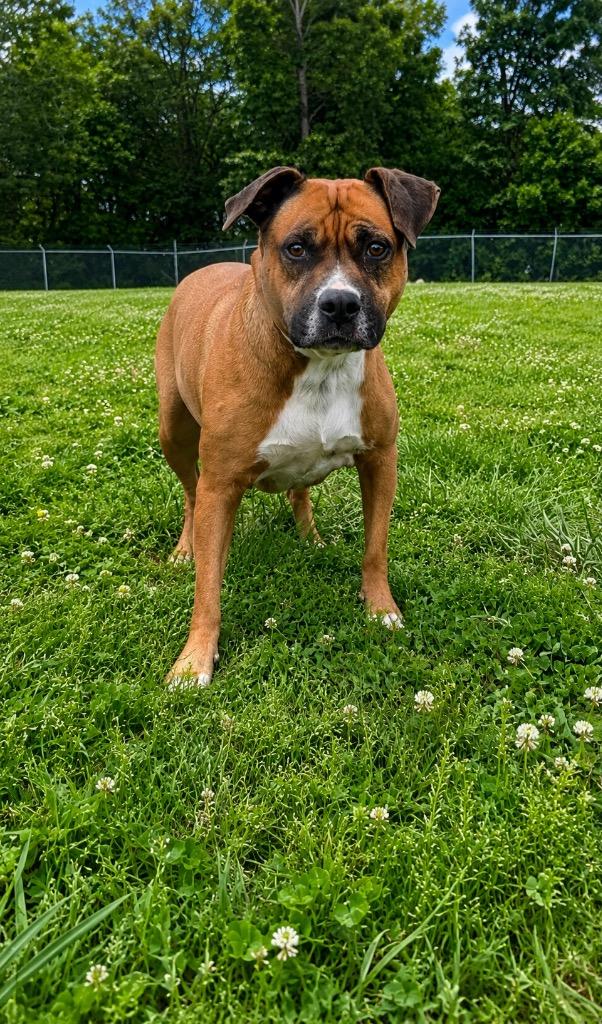 Scarlett, a Adoptable mixed breed in Chickamauga , GA image 3/3