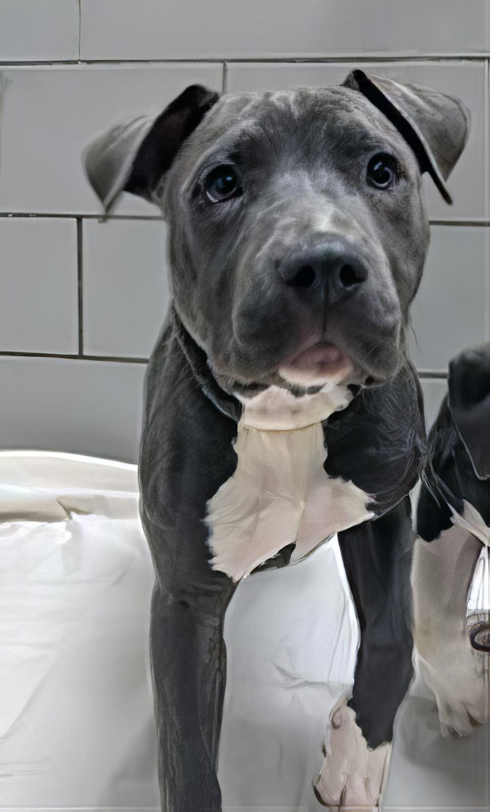 Enlarge Atmosphere, an adopted Mixed Breed in Nashville, TN image 1/1