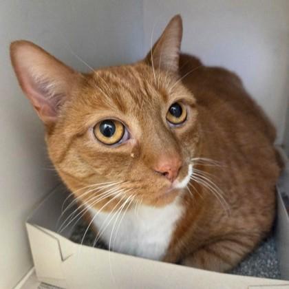 Enlarge Archie, an adopted Domestic Short Hair in Phoenixville, PA image 1/1