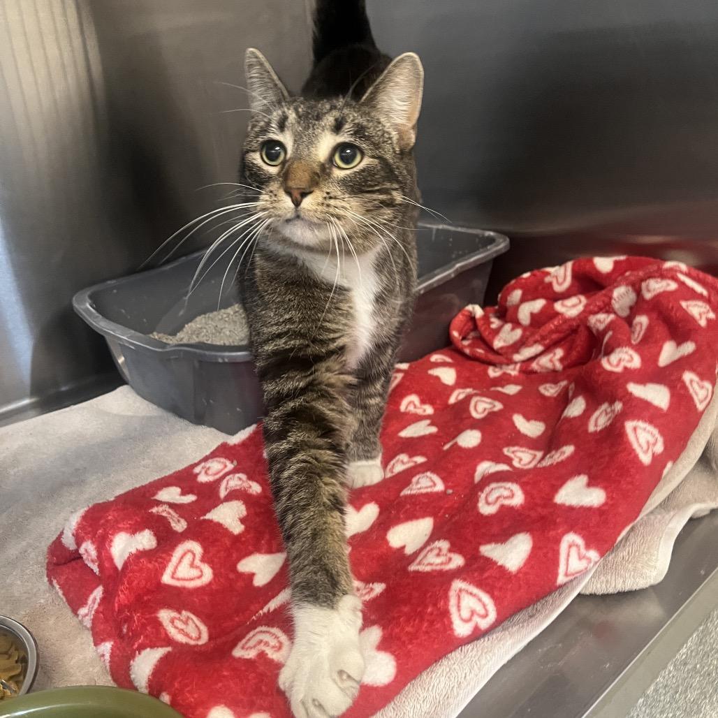 Michael Anthony, Adoptable, Adult Male Domestic Short Hair.