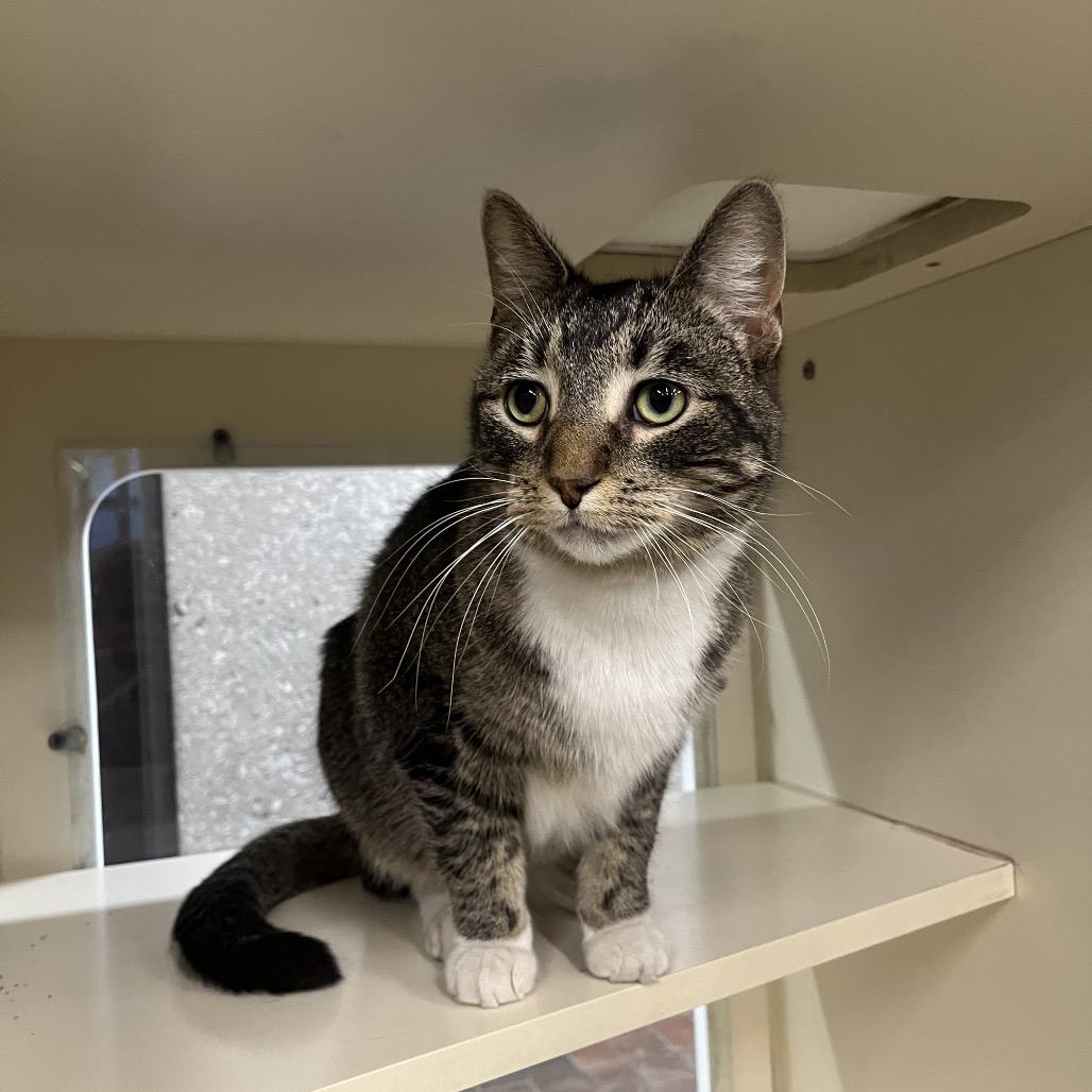 Enlarge Michael Anthony, a Adoptable Domestic Short Hair in Hinsdale, IL image 2/3