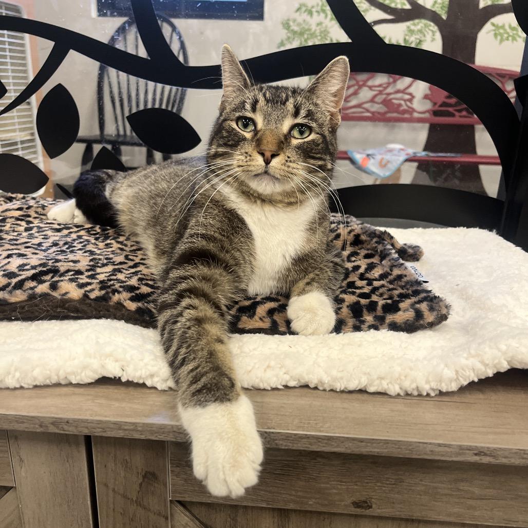 Enlarge Michael Anthony, a Adoptable Domestic Short Hair in Hinsdale, IL image 3/3