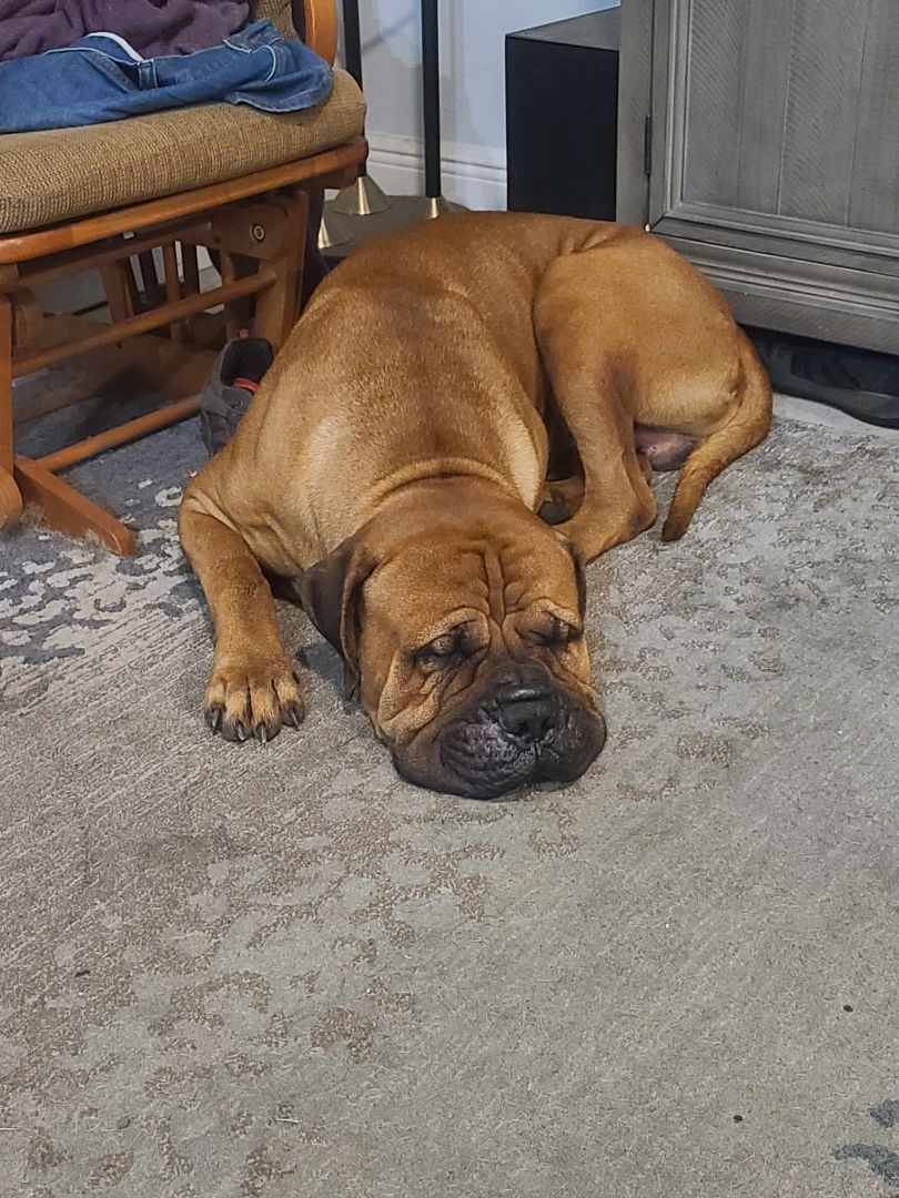 FL - Mateo/Fort Pierce, Adopted, Young Male Bullmastiff.