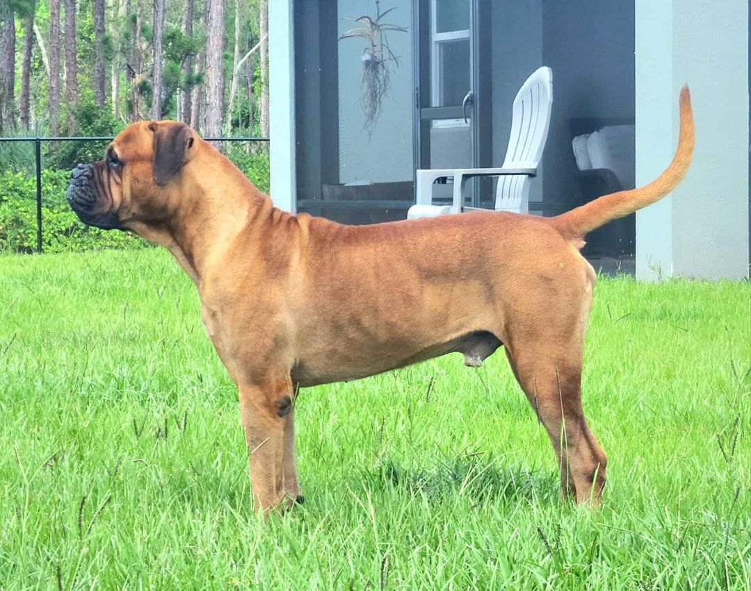 FL - Mateo/Fort Pierce, a Adopted Bullmastiff in Miami, FL image 2/14