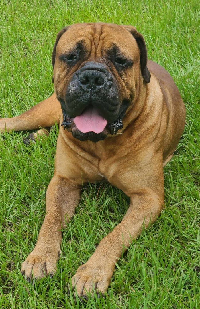 FL - Mateo/Fort Pierce, a Adopted Bullmastiff in Miami, FL image 3/14