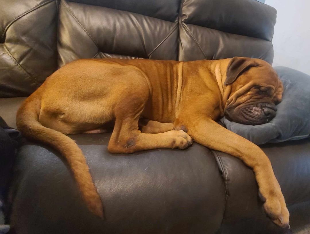 FL - Mateo/Fort Pierce, a Adopted Bullmastiff in Miami, FL image 4/14