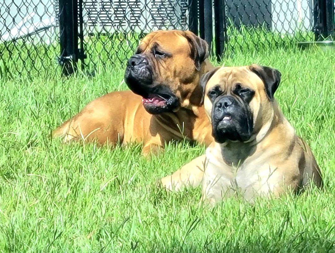 FL - Mateo/Fort Pierce, a Adopted Bullmastiff in Miami, FL image 5/14