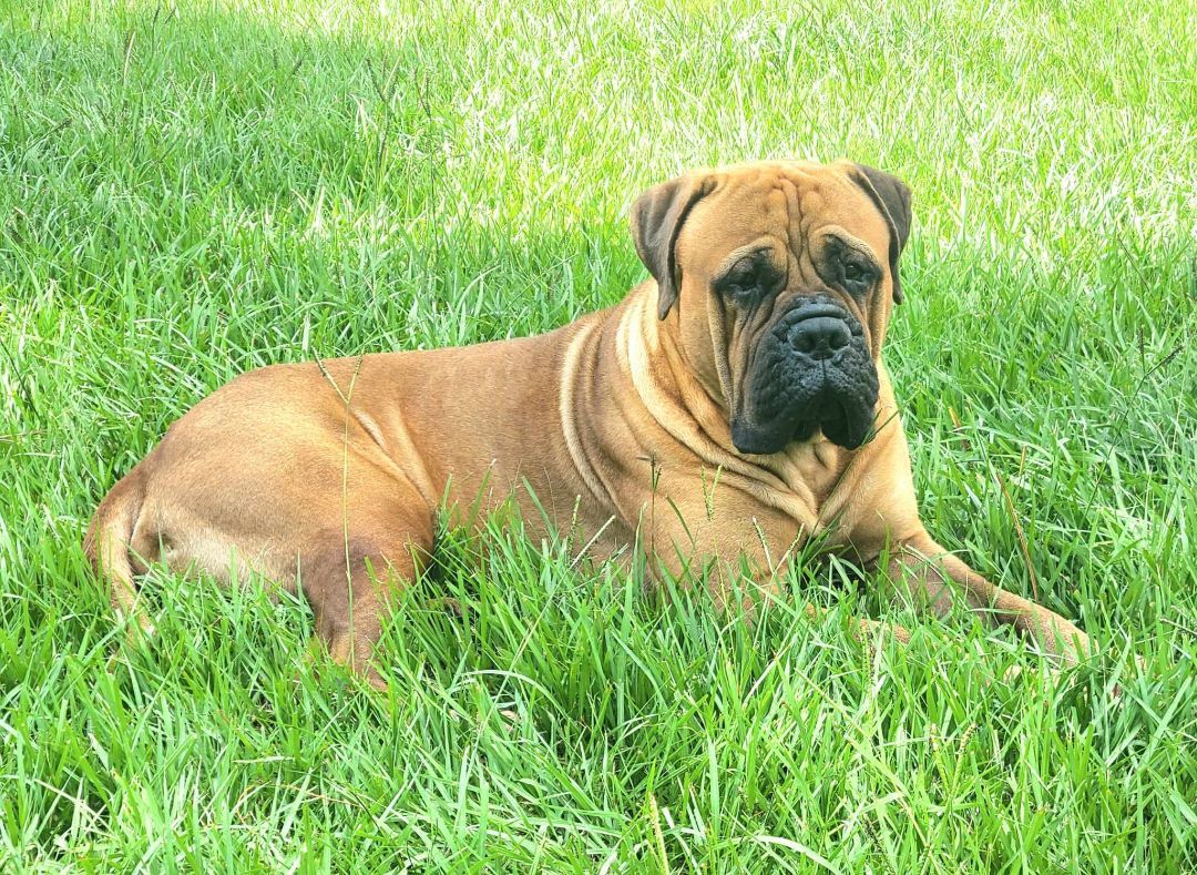 FL - Mateo/Fort Pierce, a Adopted Bullmastiff in Miami, FL image 6/14
