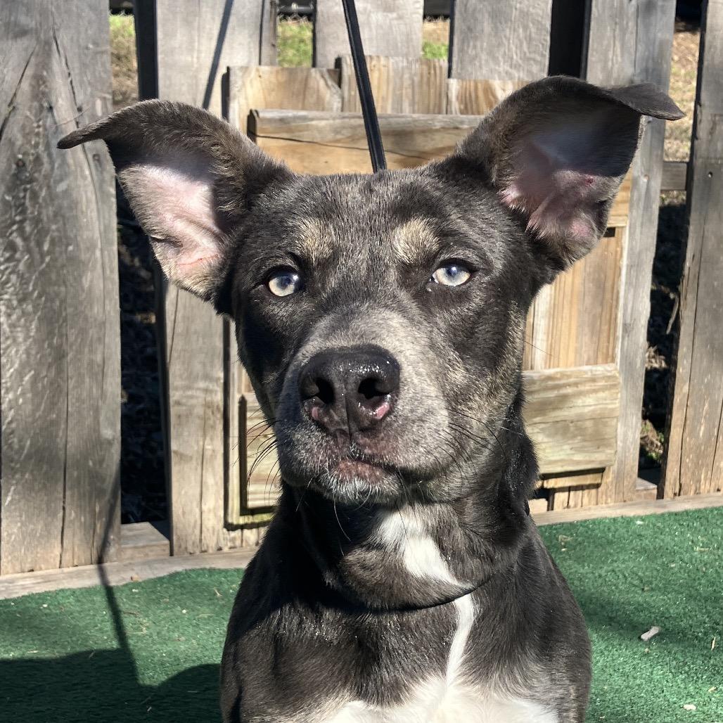 Enlarge Miss.Yoda, a Adoptable mixed breed in Pulaski, TN image 1/3