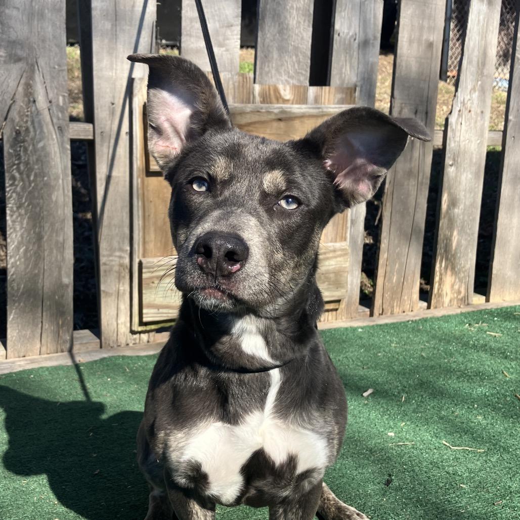 Enlarge Miss.Yoda, a Adoptable mixed breed in Pulaski, TN image 2/3