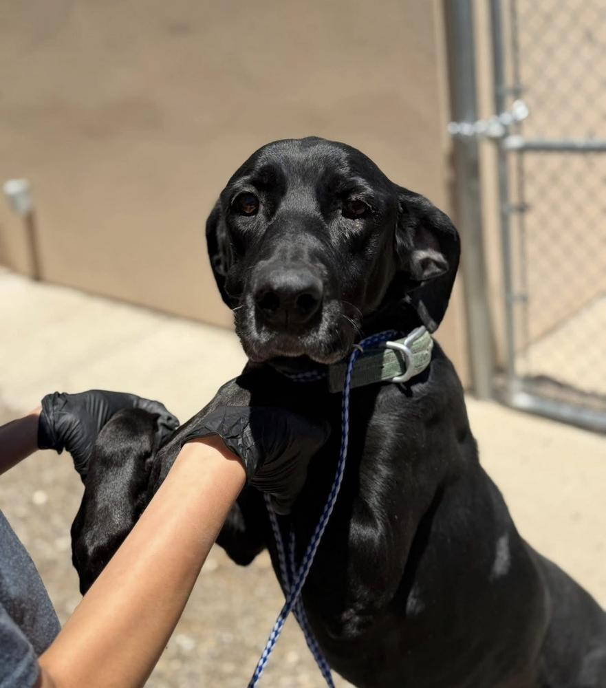 Enlarge Bettie, a Adoptable mixed breed in Gig Harbor, WA image 1/4