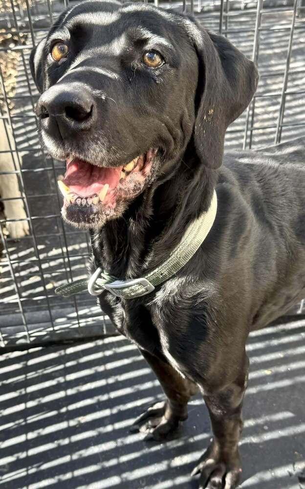 Enlarge Bettie, a Adoptable mixed breed in Gig Harbor, WA image 2/4