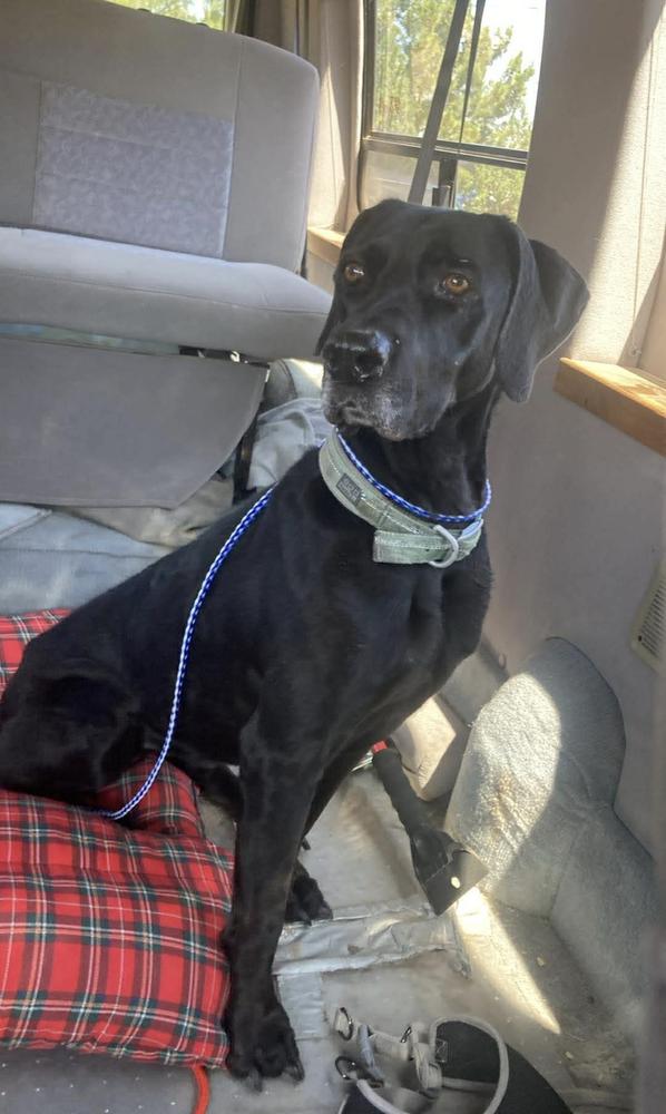 Enlarge Bettie, a Adoptable mixed breed in Gig Harbor, WA image 4/4