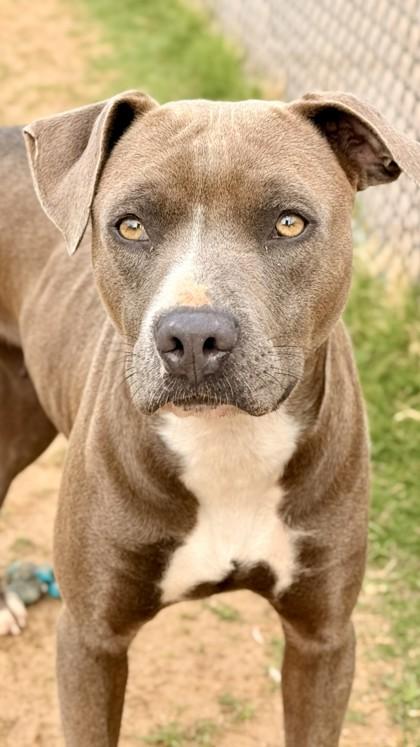 Enlarge Daphne, a Adoptable mixed breed in Balch Springs, TX image 1/3