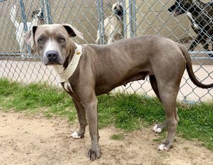 Daphne, Adoptable, Adult Female Pit Bull Terrier & Mixed Breed.