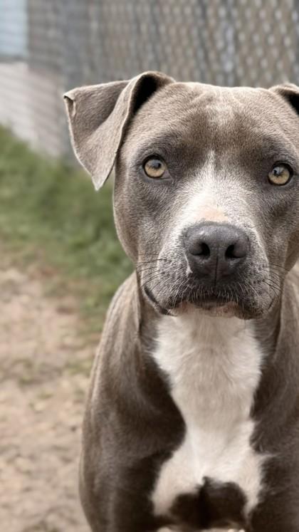 Enlarge Daphne, a Adoptable mixed breed in Balch Springs, TX image 3/3
