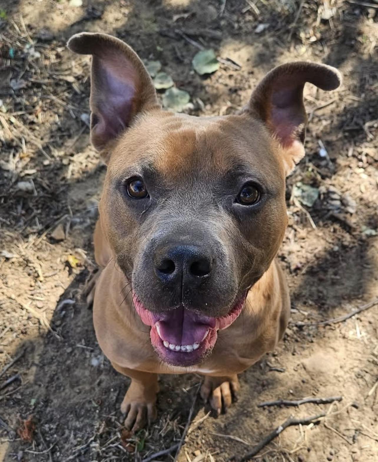 Chunk, Adoptable, Young Male American Bully.