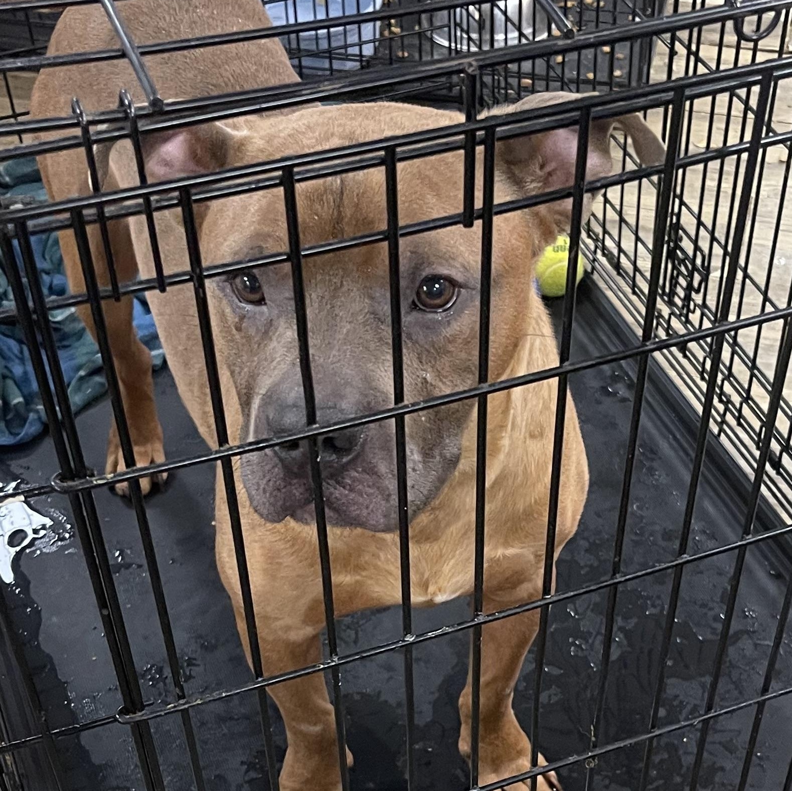 Enlarge Chunk, a Adoptable American Bully in Bixby, OK image 2/2