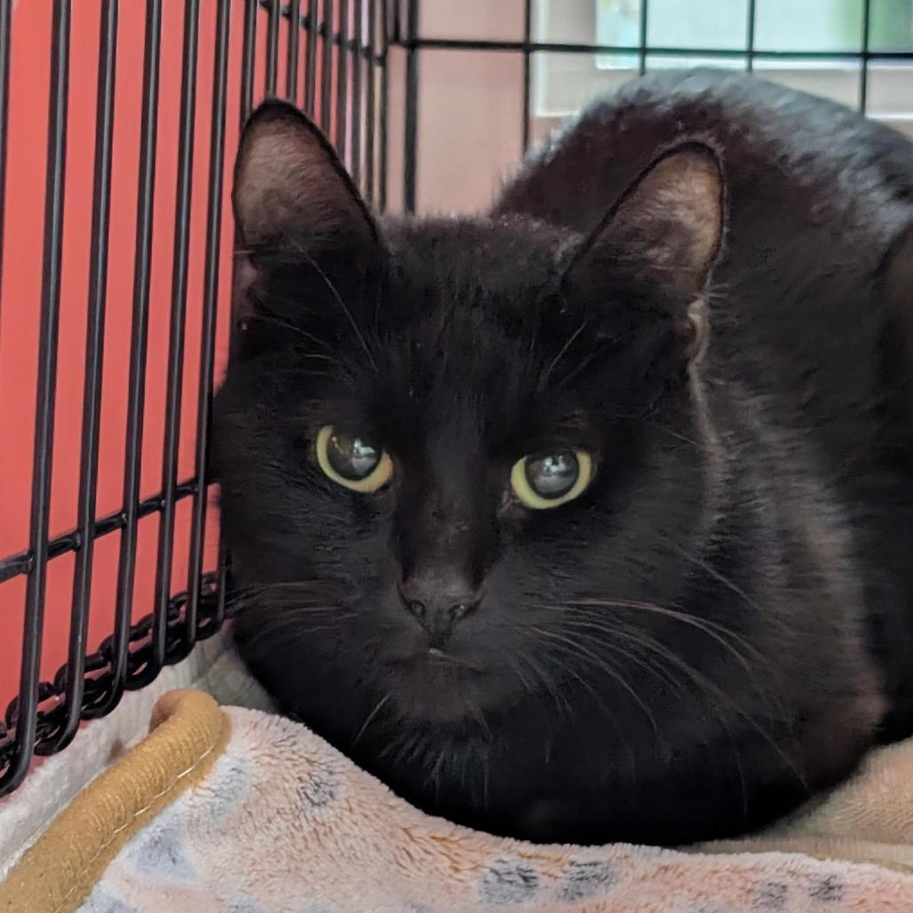 Enlarge Aspen, a Adoptable Domestic Short Hair in Tacoma, WA image 1/1