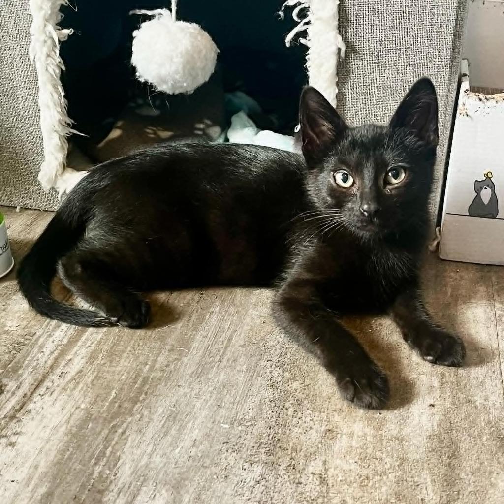Bullseye, Adoptable, Kitten Male Domestic Short Hair.
