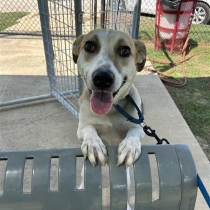 Maxine, Adoptable, Adult Female Shepherd & Mixed Breed.