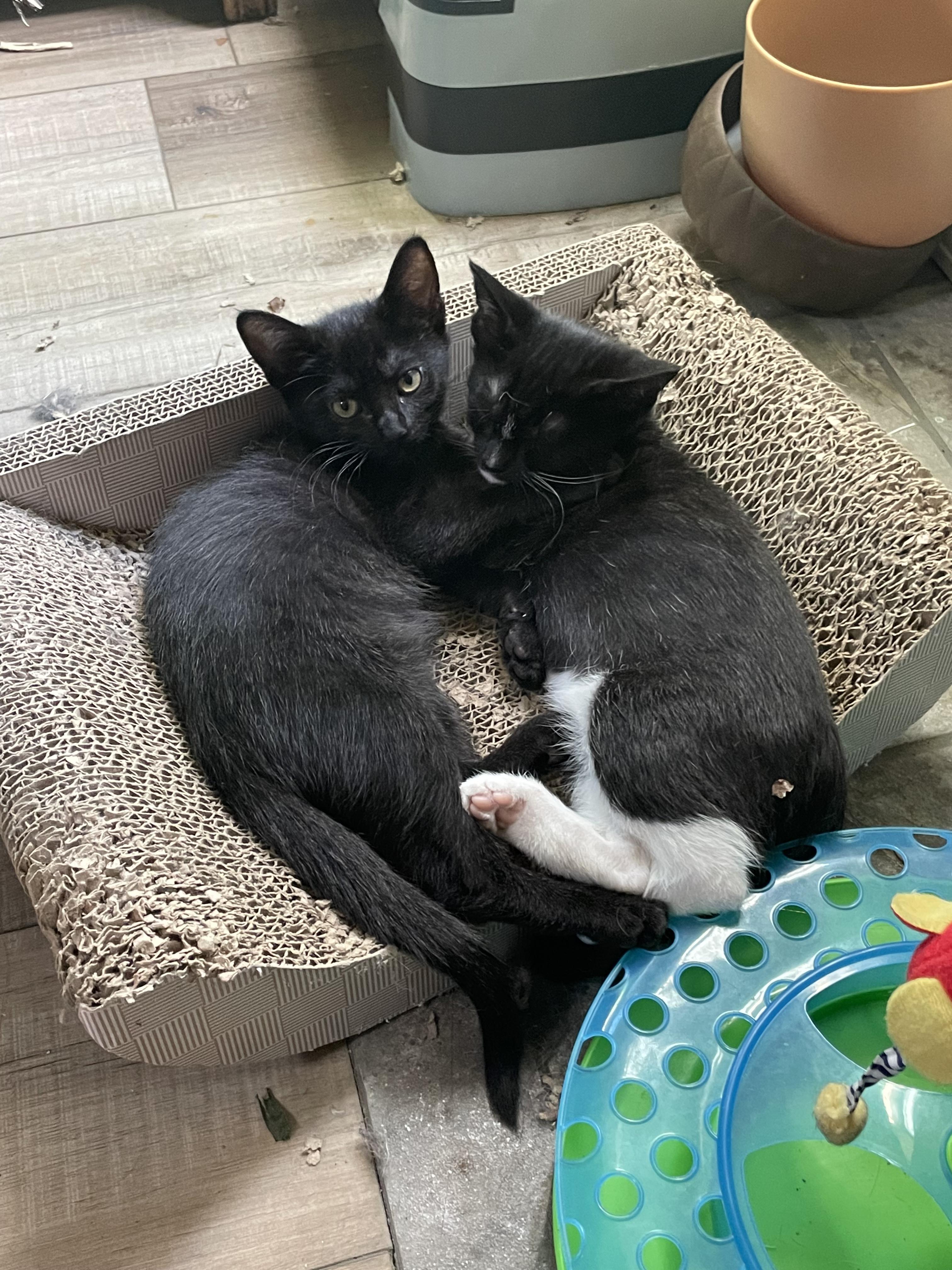 Smudge, a Adoptable Domestic Short Hair in Springfield, OR image 5/6