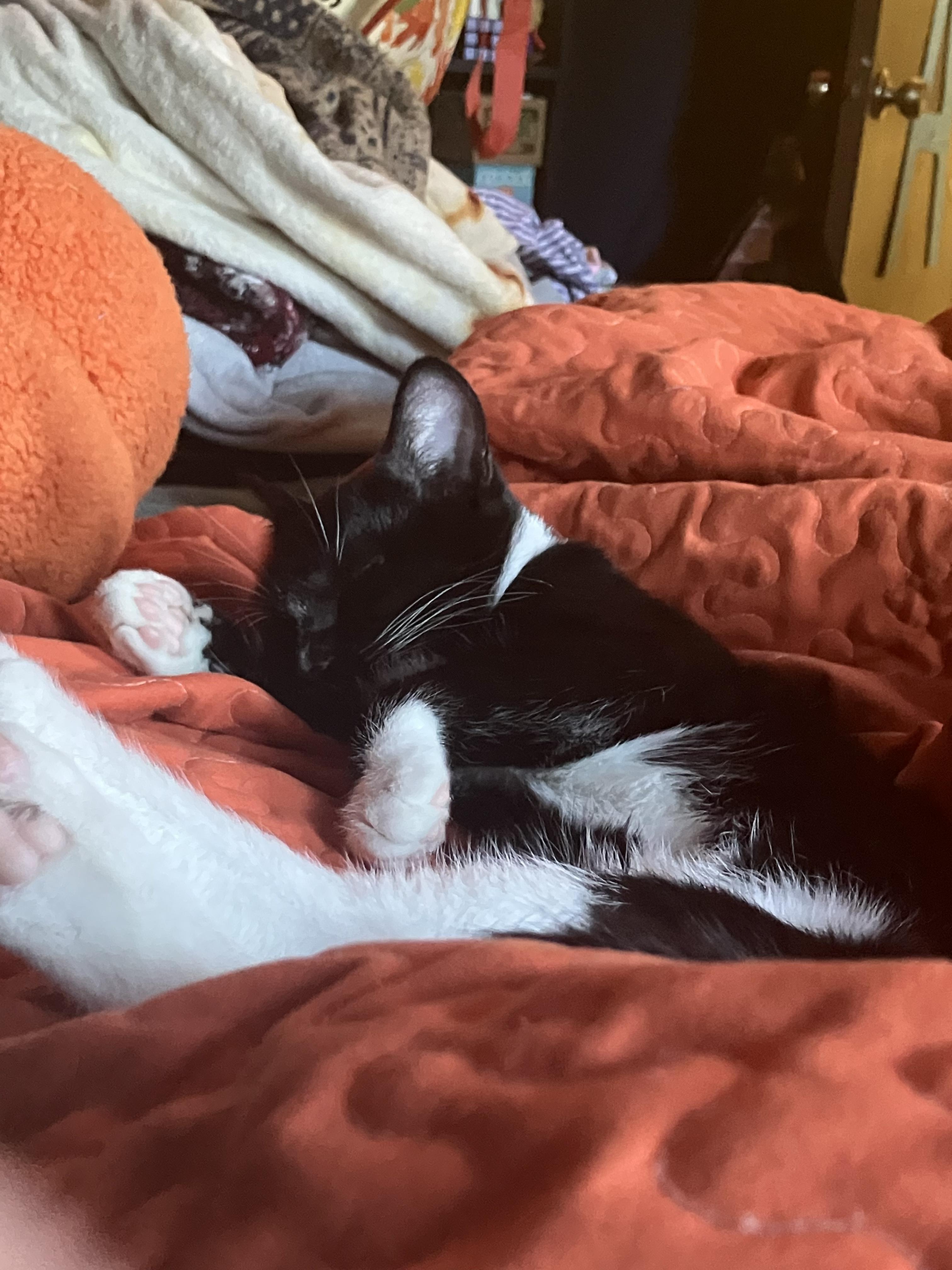 Smudge, a Adoptable Domestic Short Hair in Springfield, OR image 2/6