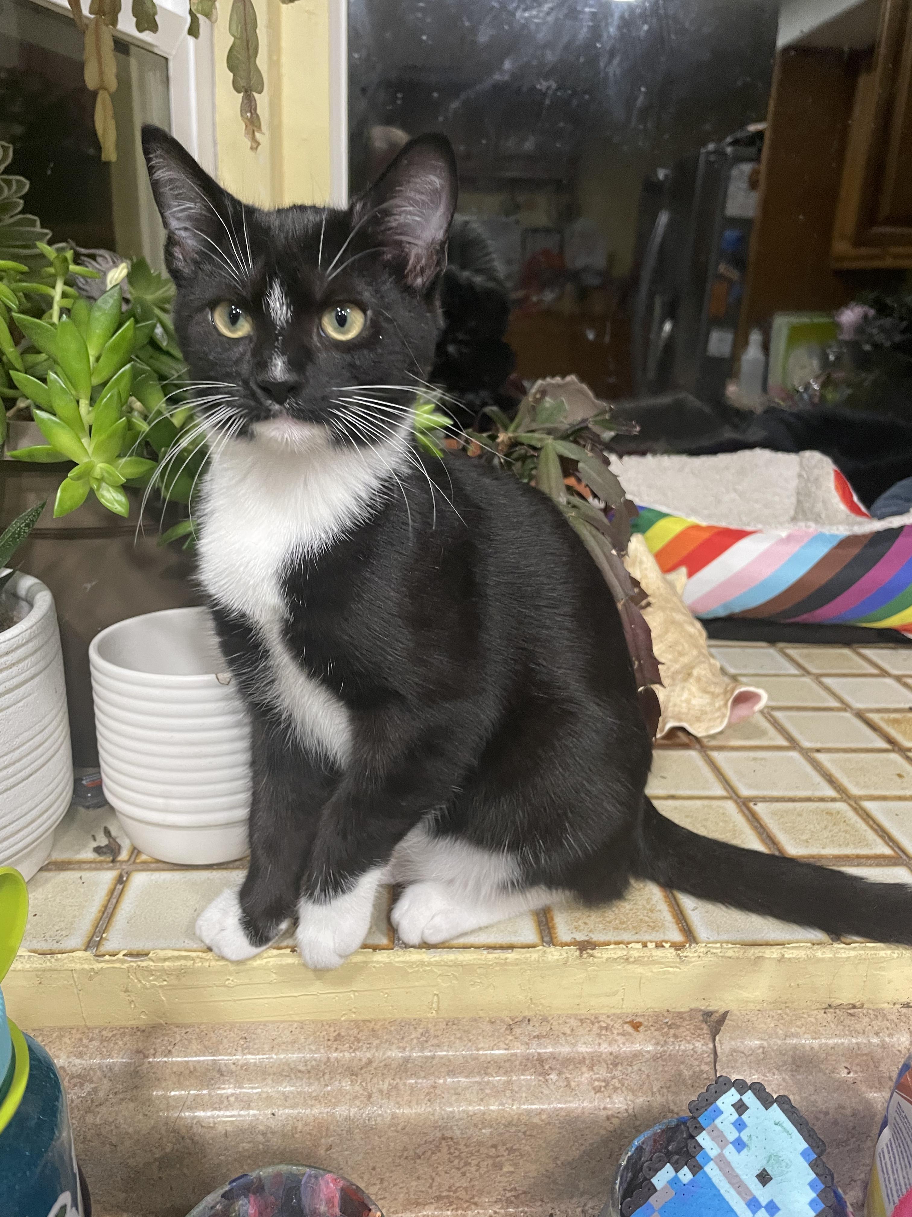 Smudge, a Adoptable Domestic Short Hair in Springfield, OR image 1/6