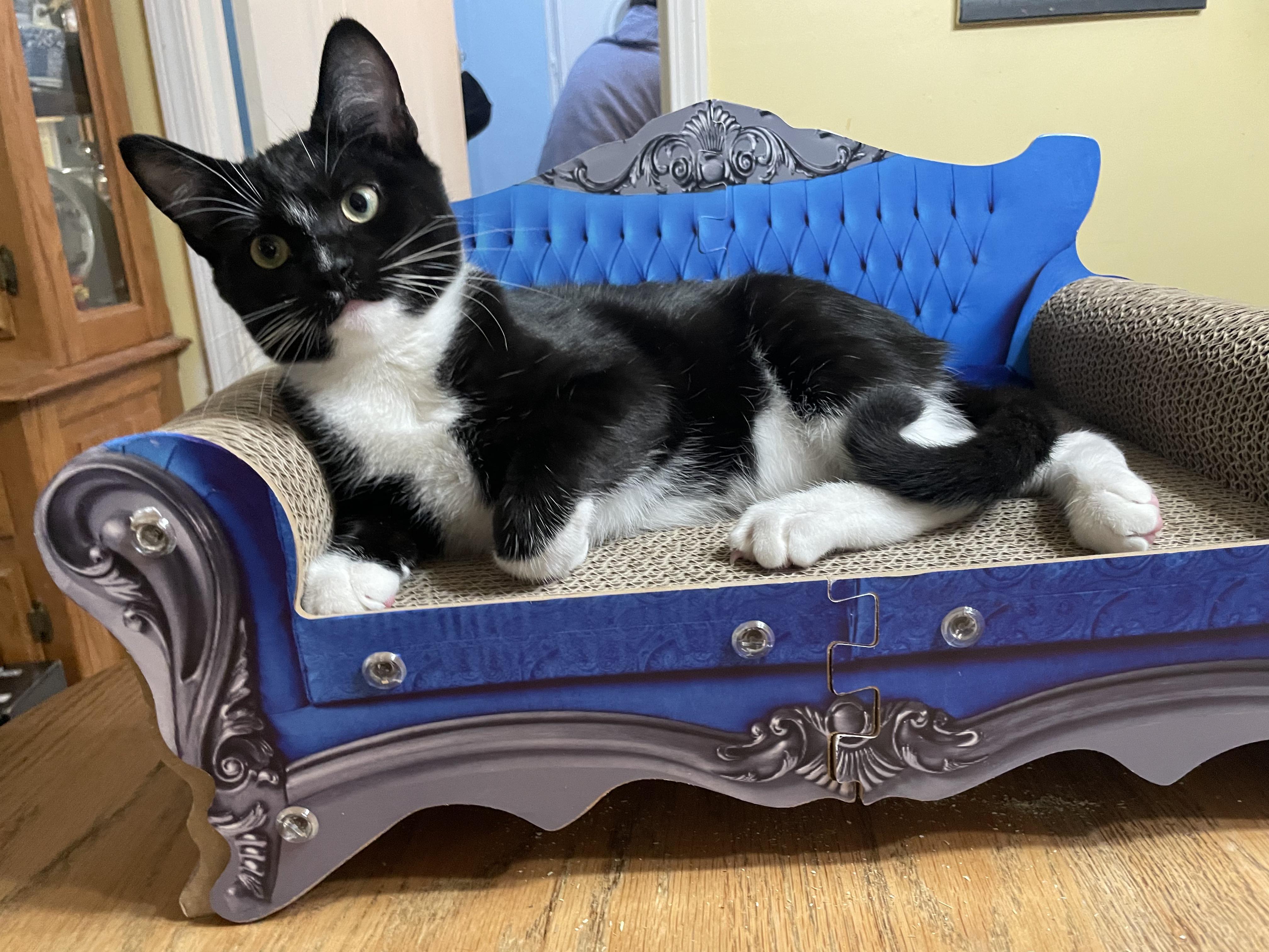 Smudge, Adoptable, Kitten Male Domestic Short Hair.