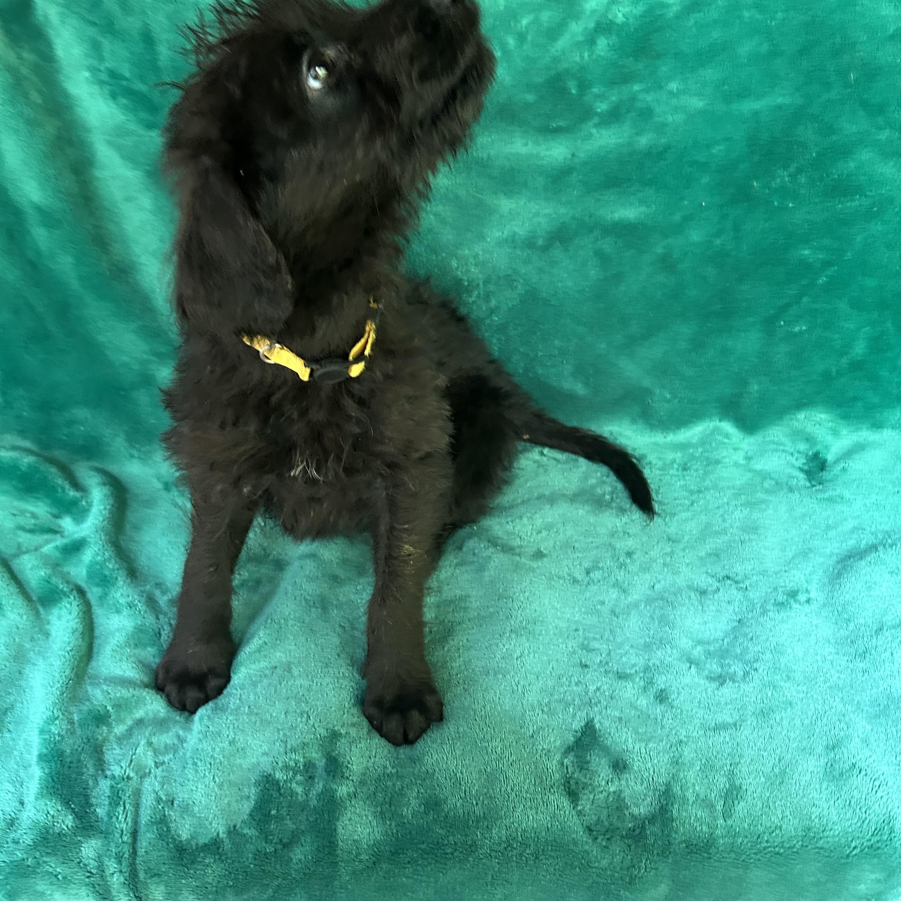 Bo peep, an adopted mixed breed in Kannapolis, NC image 2/5