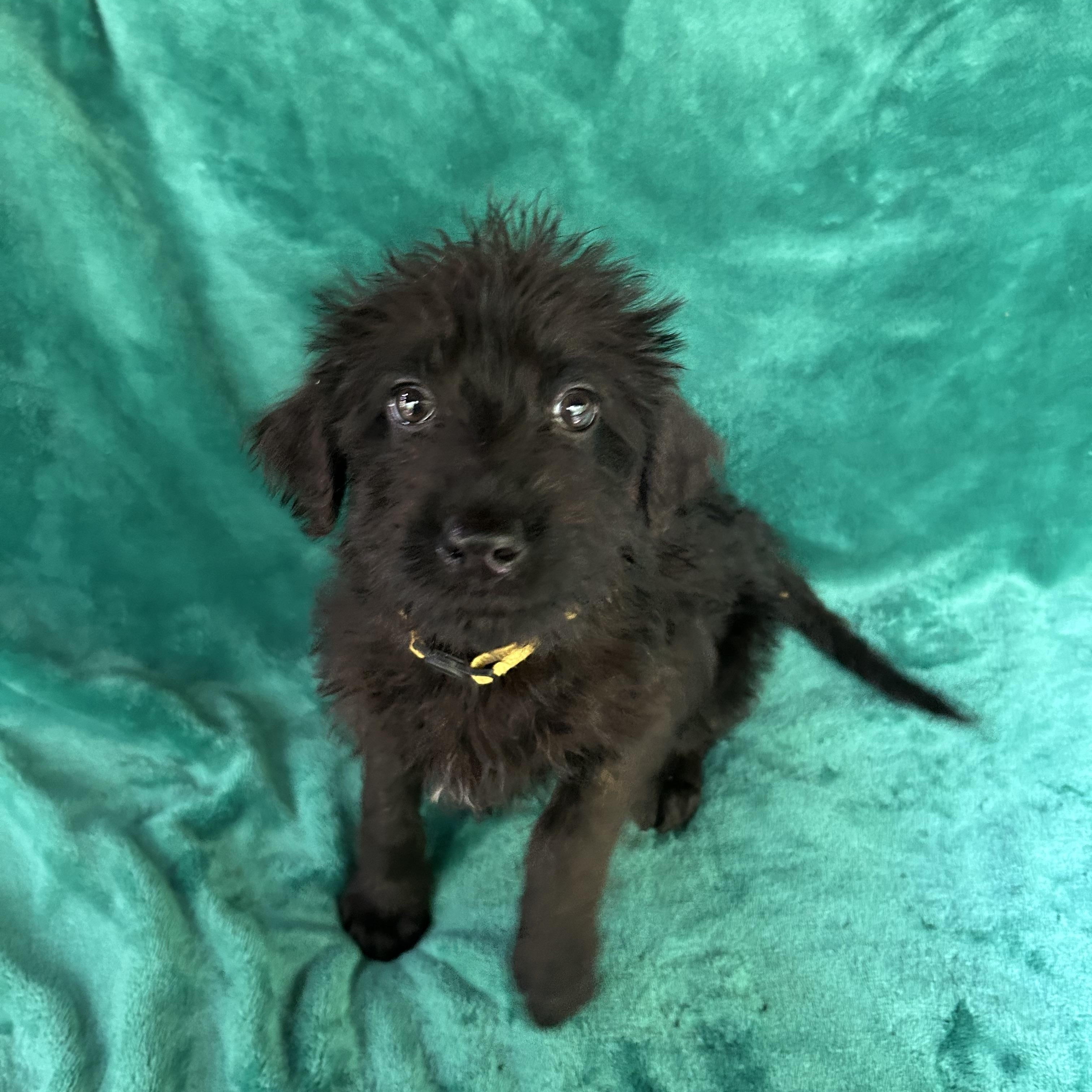 Bo peep, adopted, Puppy Female Goldendoodle & German Shepherd Dog.