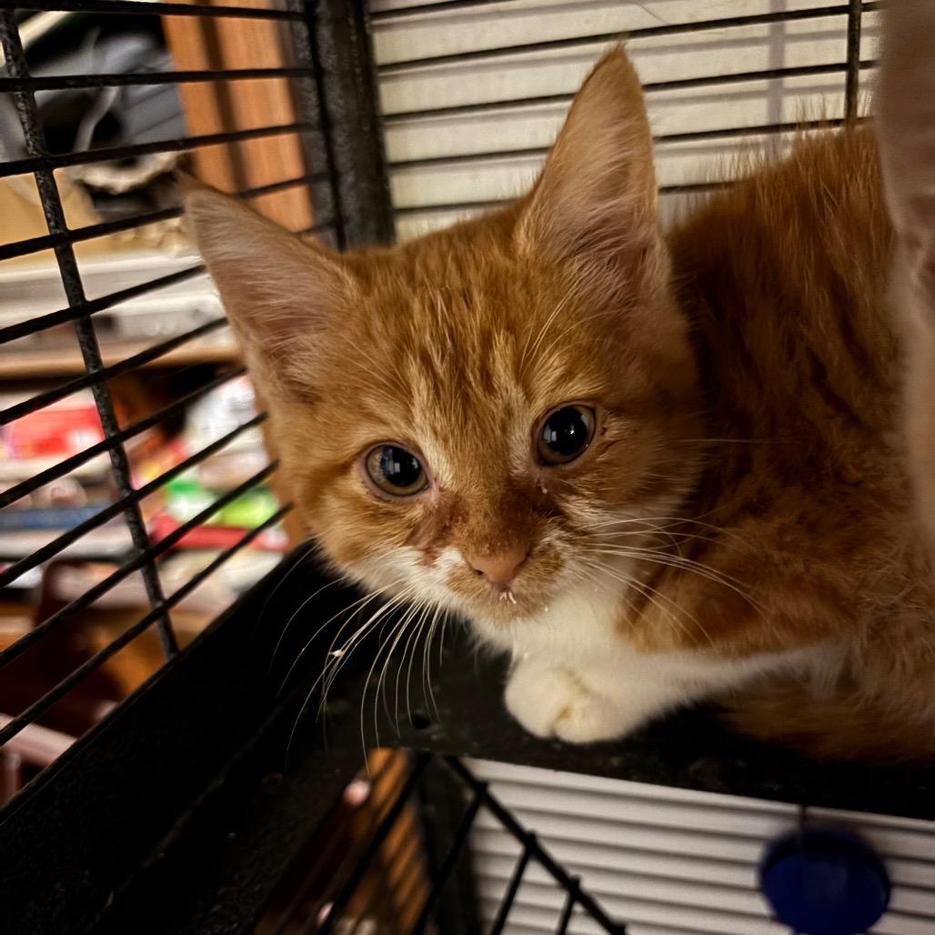 Enlarge Raggedy Andy, a Adoptable Domestic Short Hair in Parrish, AL image 1/1