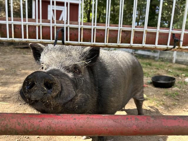 Enlarge GORDY, a Adoptable Pig in Dedham, MA image 1/1
