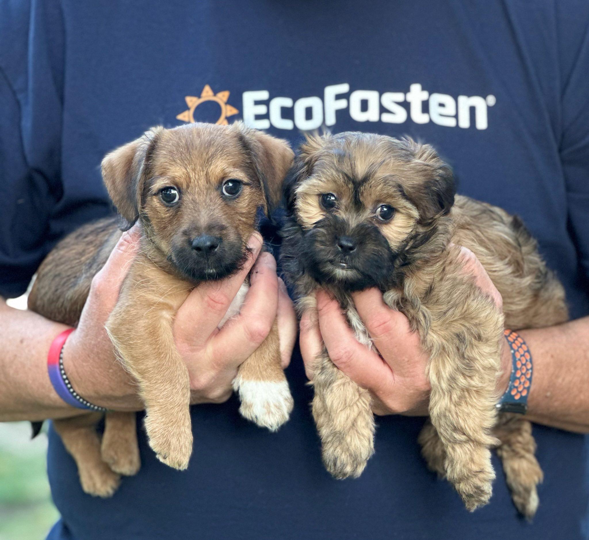 Enlarge Bennett Bartholomew, a Adopted mixed breed in Tracy, CA image 2/4
