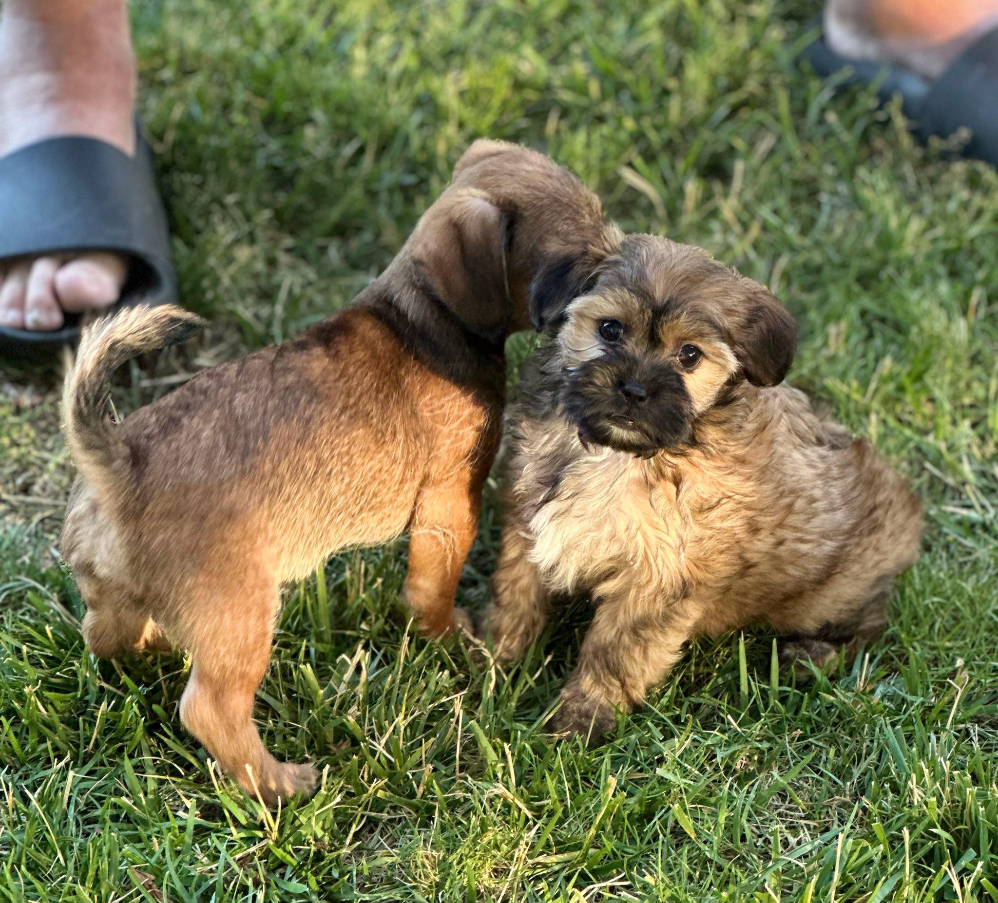Enlarge Bennett Bartholomew, a Adopted mixed breed in Tracy, CA image 3/4