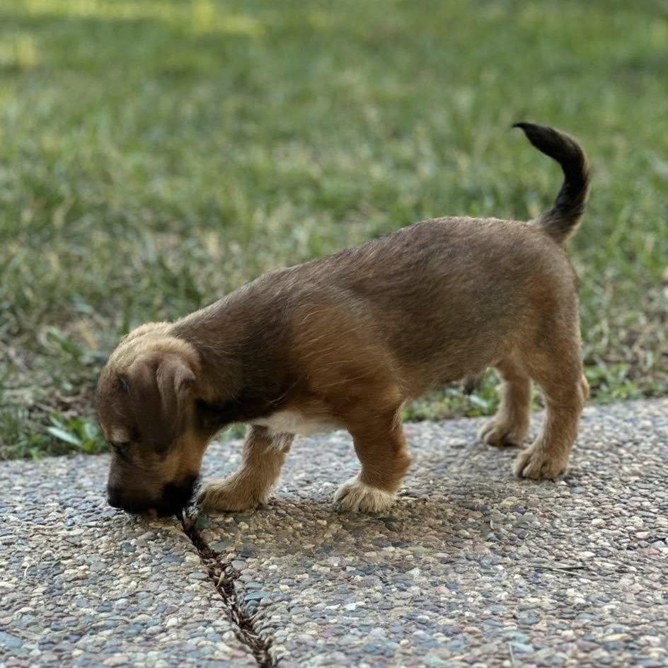 Enlarge Bennett Bartholomew, a Adopted mixed breed in Tracy, CA image 4/4