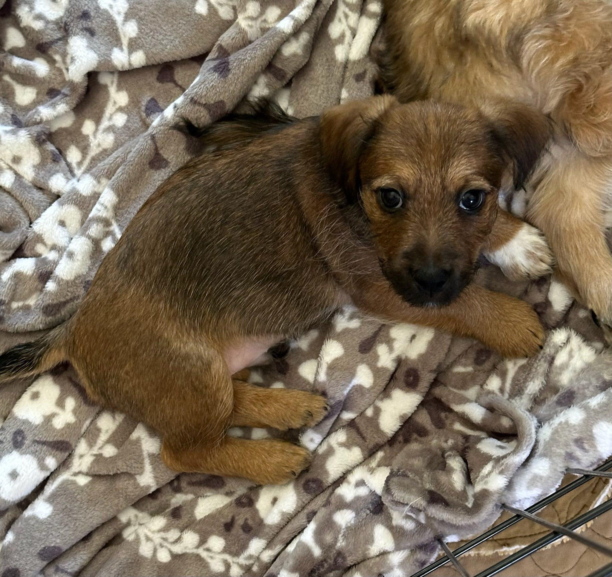 Enlarge Bennett Bartholomew, a Adopted mixed breed in Tracy, CA image 1/4