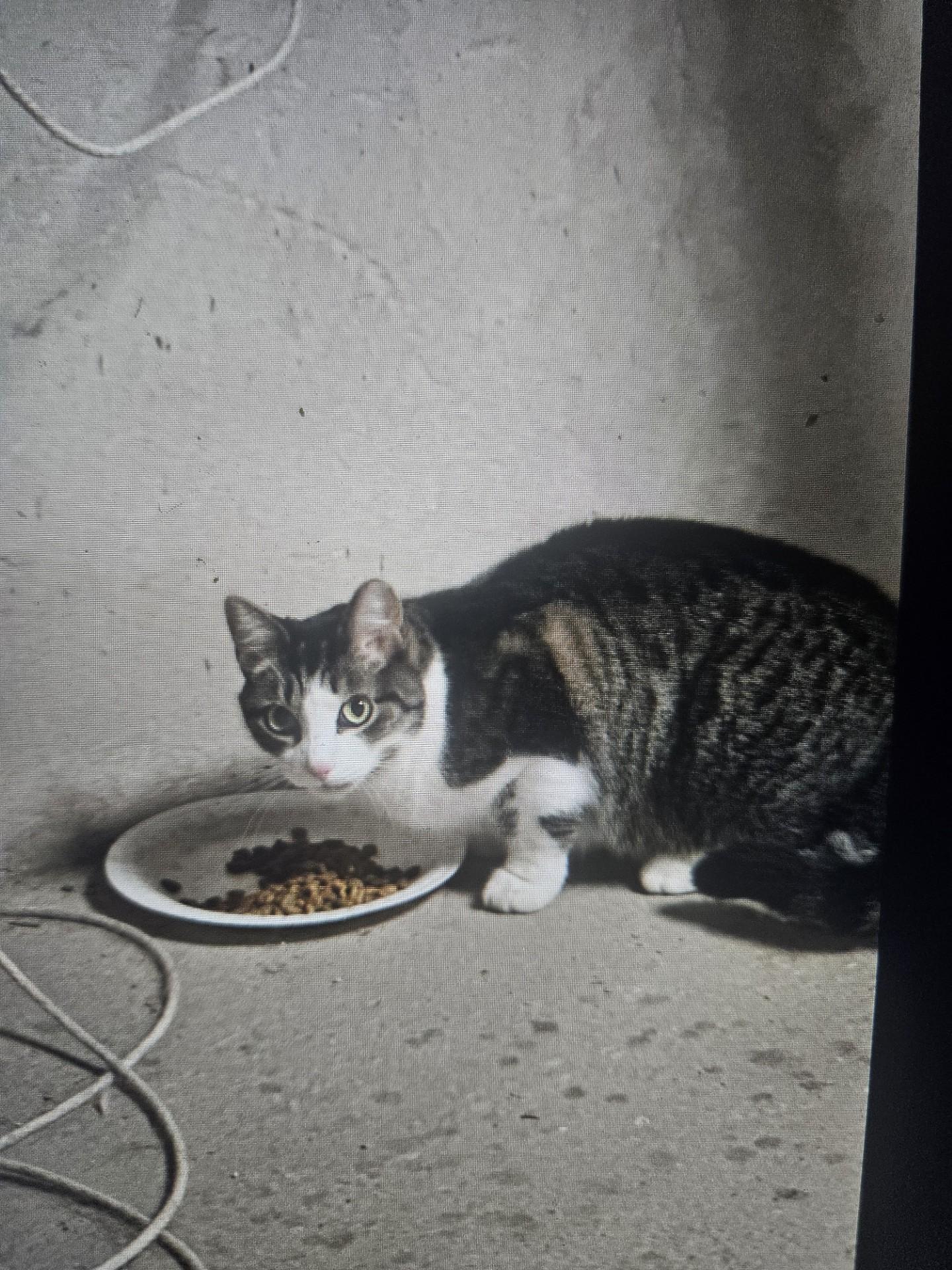 Enlarge KitKat is Looking for a Family with Jackson!, a Adoptable Domestic Short Hair in Quentin, PA image 1/1