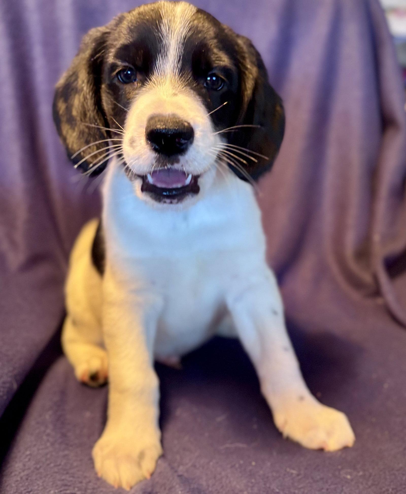 Miles, Adoptable, Puppy Male Beagle & Great Pyrenees.