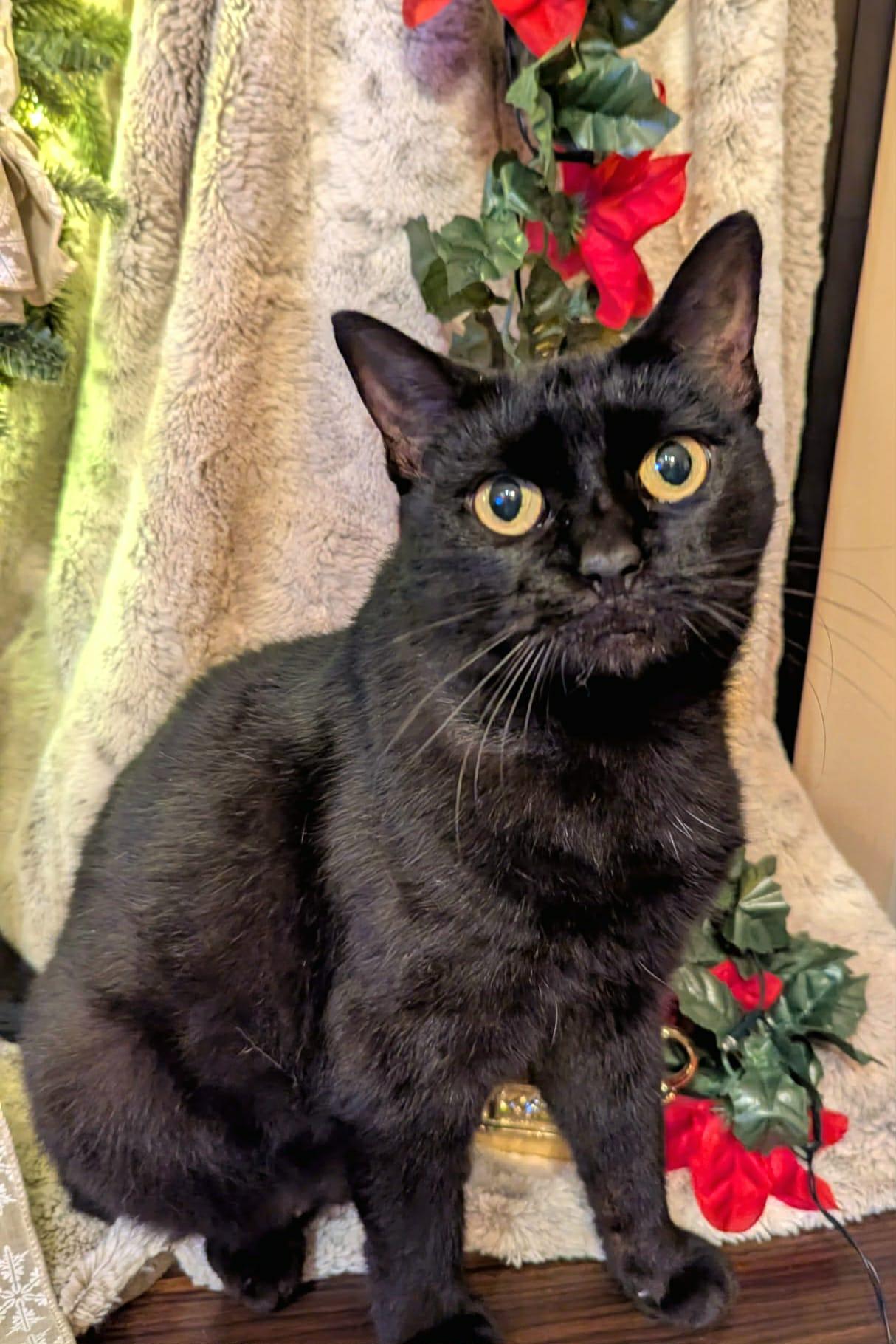 Spooky, a Adoptable Domestic Short Hair in McDonough, GA image 1/5