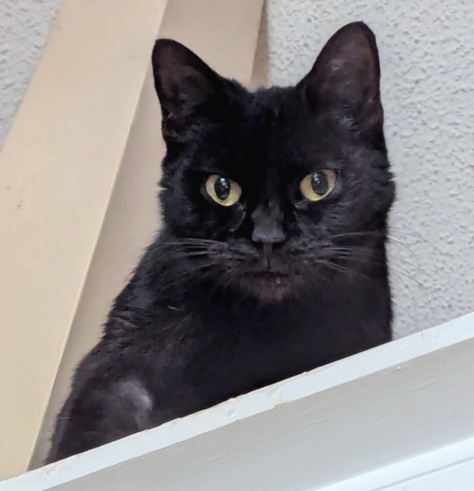 Spooky, a Adoptable Domestic Short Hair in McDonough, GA image 5/5