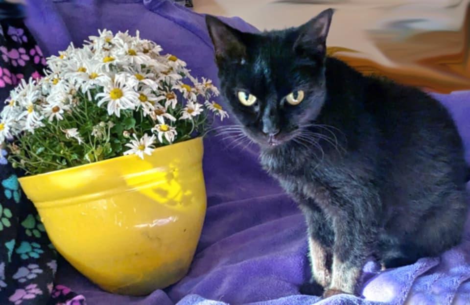 Spooky, a Adoptable Domestic Short Hair in McDonough, GA image 4/5
