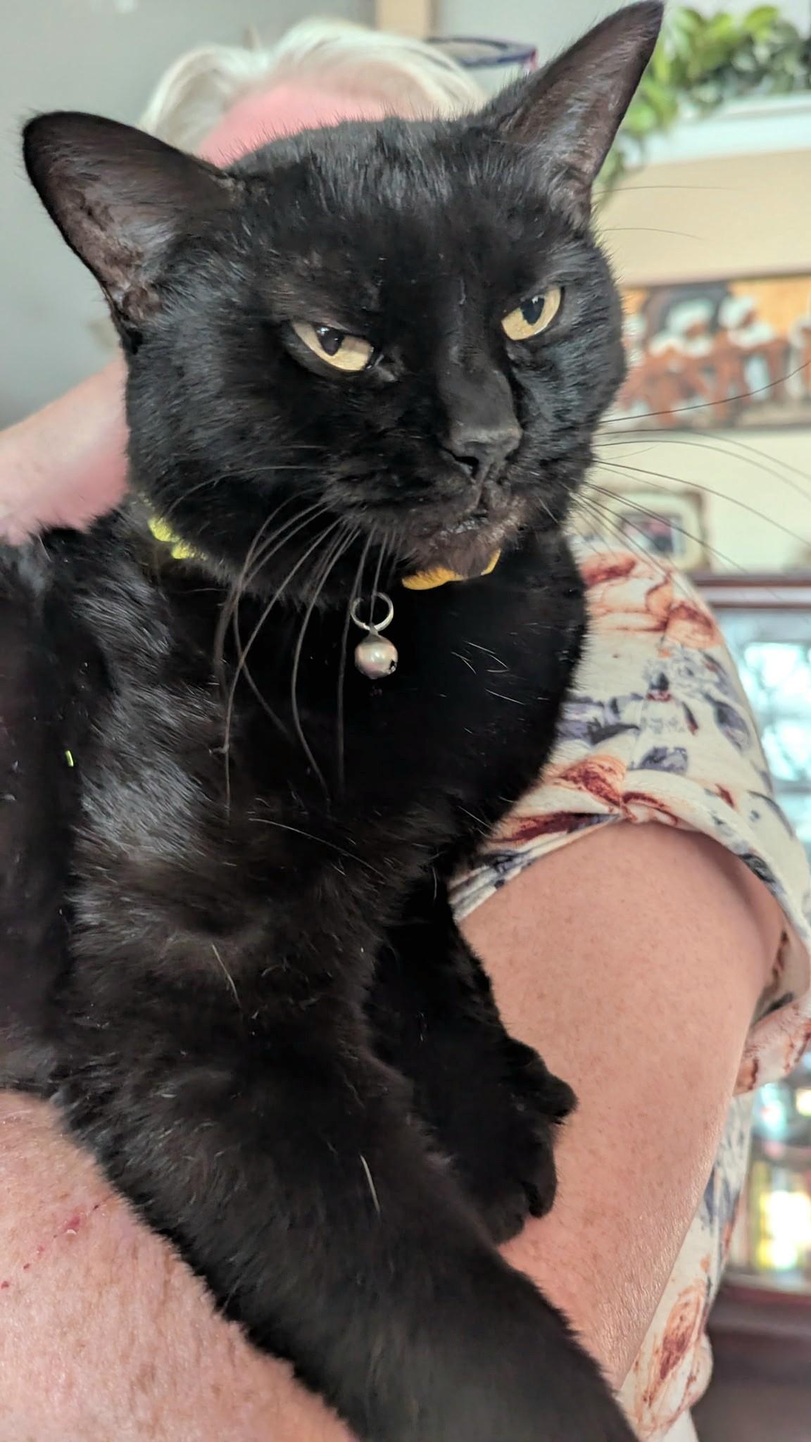 Enlarge Dixie, a Adoptable Domestic Short Hair in McDonough, GA image 2/5