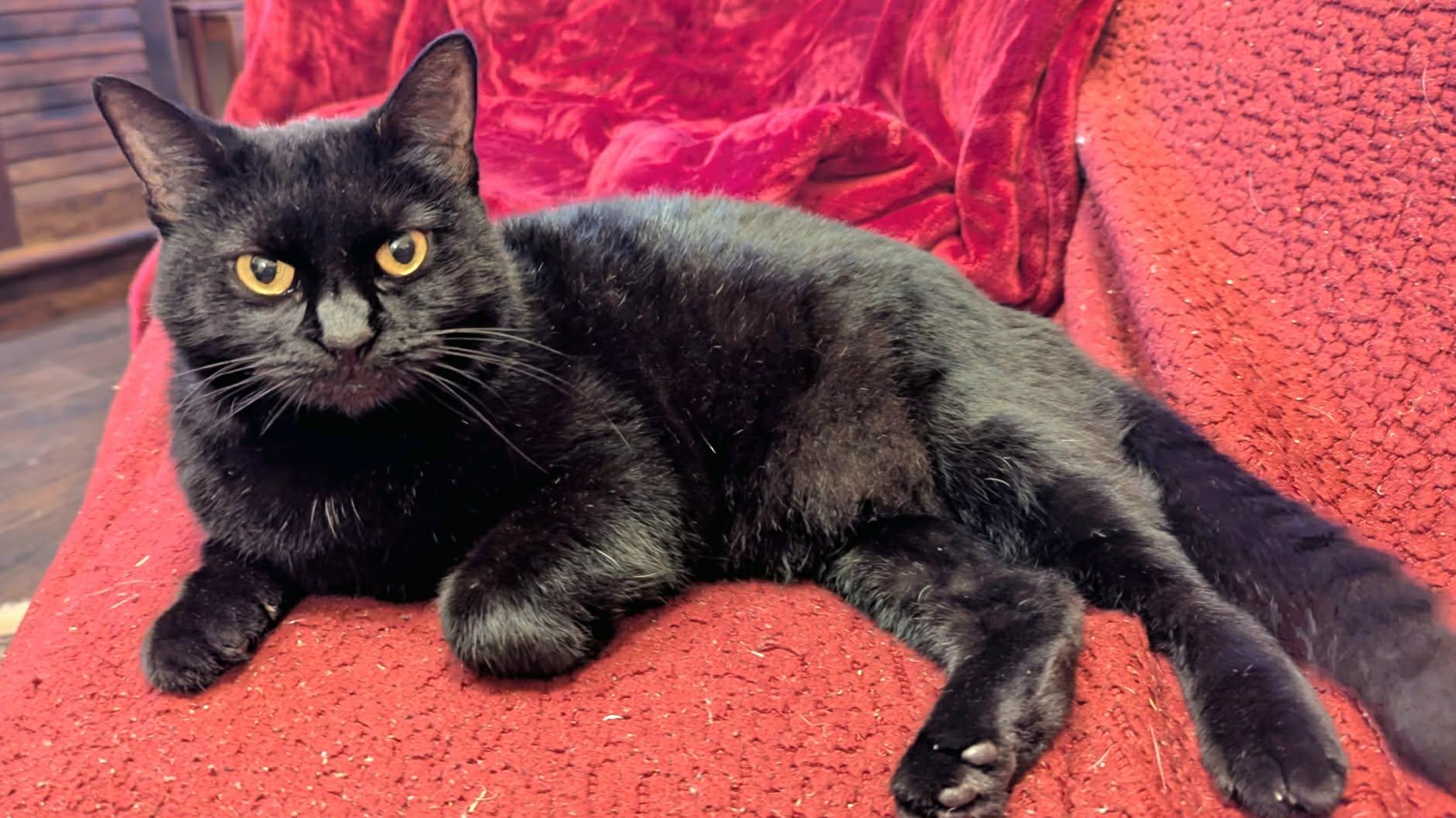 Spooky, Adoptable, Adult Female Domestic Short Hair.
